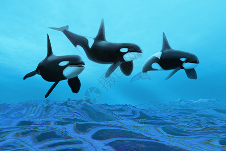 海洋动物虎鲸多哈世界背景
