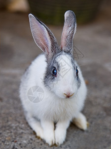 练武兔子兔子兔动物白色柔软度家畜毛皮哺乳动物宝宝黑色宠物椰子背景