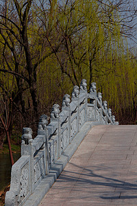扬州唯宫公园技术自然界植物花园蕨类唯德旅游凝胶背景
