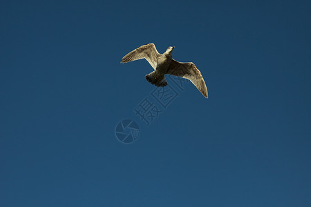 海鸥空气环境动力学自由蓝色天空背景图片