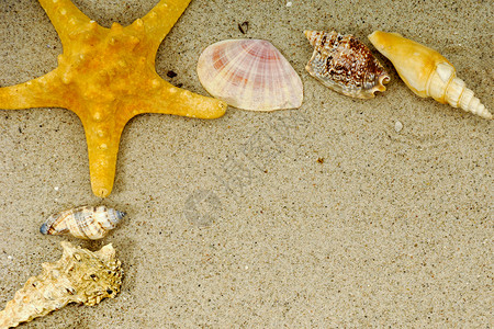 海星元素海星和贝壳边界动物宏观框架热带海洋旅行假期甲壳生物学背景