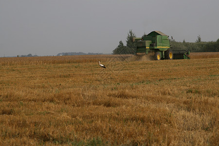 重明鸟玉米田里的斯托克粮食森林小麦工作耳朵谷物农场金属尖刺机械背景