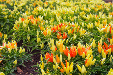 冷辣椒植物胡椒树叶黄色食物照片红色橙子背景图片