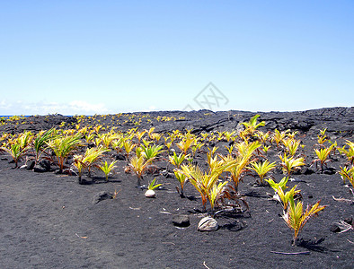 经开区Kaimu黑沙滩上的新椰子园 以取代这一命运背景