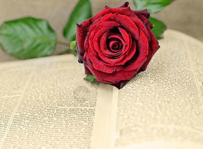 浪漫爱情历史文学阅读玫瑰小说背景图片