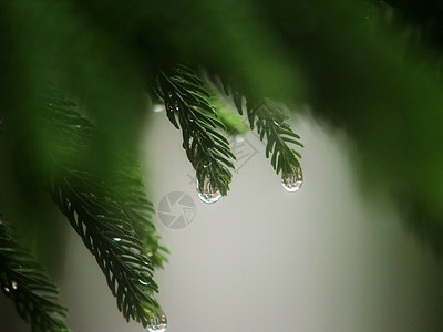 春季春天金属电脑飞沫植物液体冲刺波浪水滴口渴背景图片