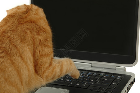 猫咪使用笔记本电脑背景图片