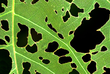有洞的叶子枝条花园静脉农药热带损害植物卷曲疾病毛虫高清图片