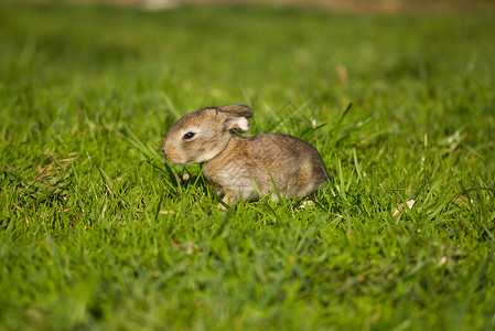 青草中的灰兔婴儿野兔耳朵哺乳动物兔子头发灰色宠物绿色毛皮背景图片