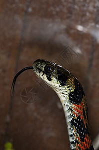 蛇-14背景图片