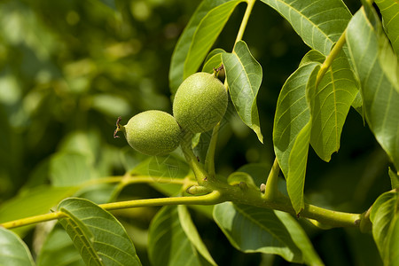 胡桃花植物树苗绿色核桃叶子水果宏观背景图片