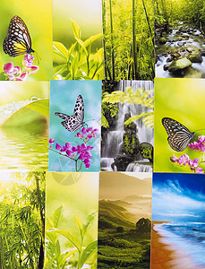 蝴蝶照片自然明信片背景