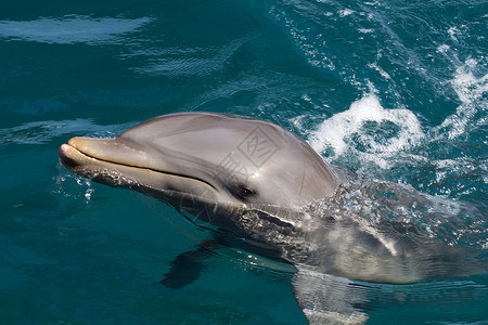灰色的海豚宽吻聪明的高清图片