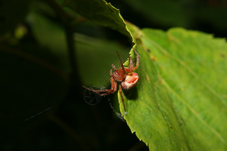 圆织蜘蛛亚陆斯蛛网脊椎动物橙子叶子宏观绿色照片黑色网络棕色背景图片