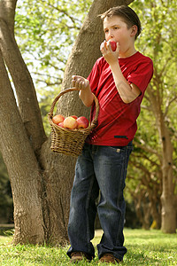男孩吃苹果篮子水果绿地树木男孩们乡村孩子们红色孩子树干背景图片