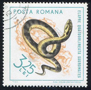 四线蛇优质的蛇邮票高清图片
