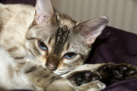 小猫咪耳朵猫咪宠物胡须眼睛休息白色动物毛皮猫科背景图片