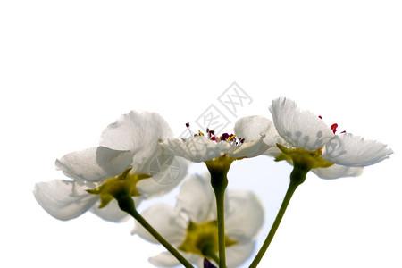 植物 梨树活动粉色假期天空白色文化传统花瓣叶子庆祝背景图片