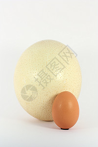 鸡蛋和食鸡蛋动物白色食物尺寸生活蛋壳背景图片