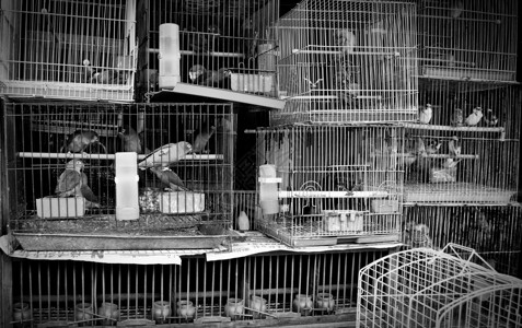 宠物店设计素材宠物店养鸟鸡舍鸟笼黄色公园艺术销售传统笼子宠物羽毛背景