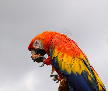 斯嘉丽马考舌头红色羽毛眼睛核桃食物动物背景图片