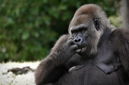 大猩猩丛林领导者荒野动物园思考思维背景图片