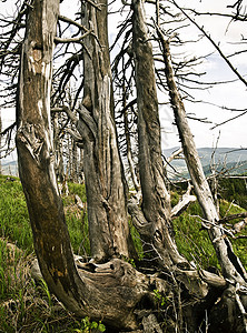 死树环境树木世界树干曲线天空灾难背景图片