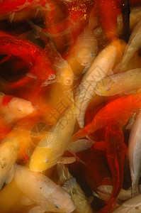 鱼群种类橙子动物主题池塘宠物运动背景图片