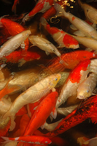 鱼群种类运动池塘橙子主题宠物动物背景图片