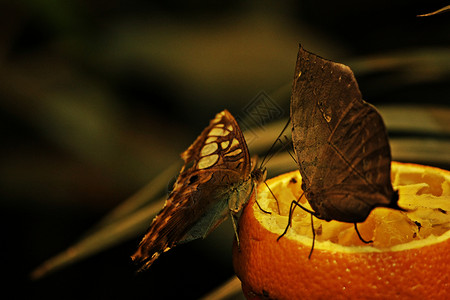 橙色上的两只蝴蝶背景图片