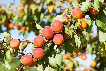 杏子树果园中的杏子食物植物分支机构杏树水果种植者栽培国家生长植物群背景