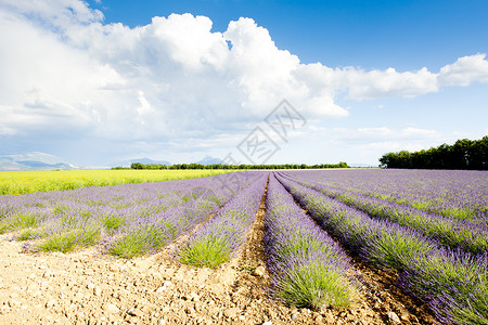 瓦朗索尔高原景观紫色的高清图片