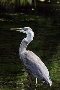 欢迎观临大蓝 Heron涉水湿地野生动物环境池塘沼泽地土地翅膀热带生态背景