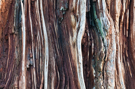 一棵树的老树皮 有裂缝和孔孔软木棕色宏观背景图片