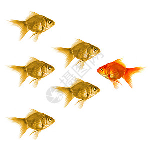 个体金鱼动机挑战自由辨析商业团队团体战略金融领导背景图片