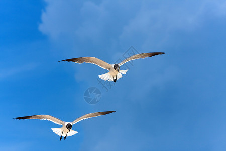 加勒比海海鸥飞行蓝色航班里科天空空气支撑夫妻翅膀海岸荒野背景图片