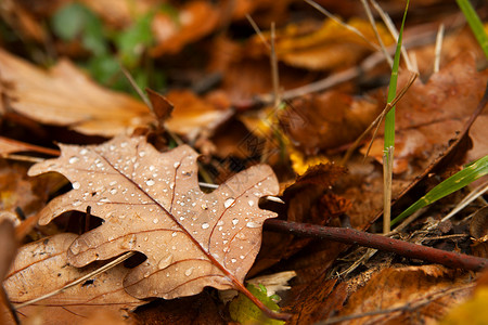 雨地面休假假期水滴情绪树木季节雨滴环境生活树叶悲伤叶子背景