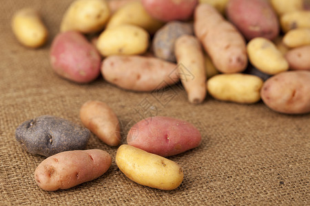 种土豆品种背景图片