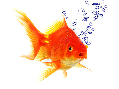 鱼吐泡泡金鱼和泡泡讲话金子鱼缸自由气泡创造力冲击空气游泳呼吸背景