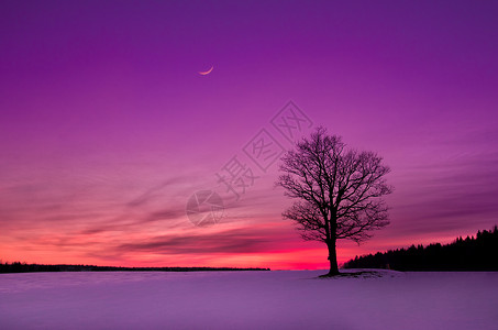 紫色月亮田野中的日落天空荒野紫色地平线橡木红色寂寞孤独月亮场景背景