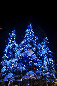 圣诞树季节林地传统庆典装饰针叶树松树风景民众假期背景图片