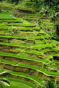 丛林迷宫稻田 印度尼西亚巴厘热带阳台生产食物森林种植园农场画报生长传统背景