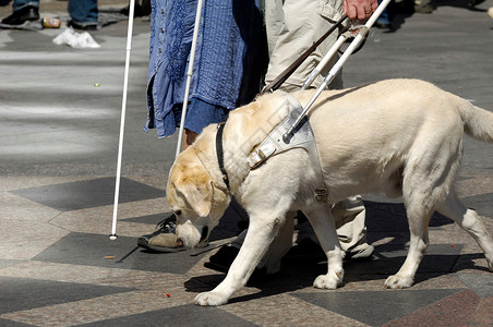 戳中节操感觉向导狗犬朋友工作人士帮助技巧残障男人帮手传感指导背景