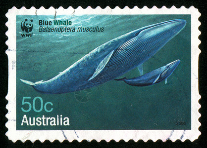 鲸落邮票荒野历史性集邮野生动物明信片海洋邮戳邮件潜水信封背景