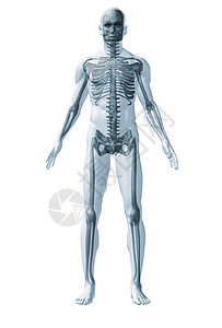肌肉骨骼人骨骼人类背景
