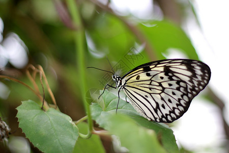 树鼻蝴蝶水平白色宏观黑色绿色若虫动物昆虫木头条纹高清图片