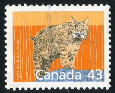 邮票猫科信封海豹眼睛食肉动物历史性野猫邮戳捕食者高清图片