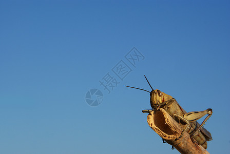 蚱蜢蚂蚱身体翅膀天空眼睛昆虫触角晴天芦苇蓝色漏洞背景