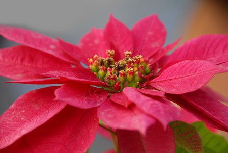 红色花瓣特写冬天孤立高清图片