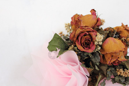 威尔特玫瑰花花束背景图片